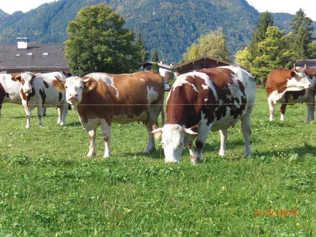 Familien-Bauernhof-Berghammer Rotta Buitenkant foto