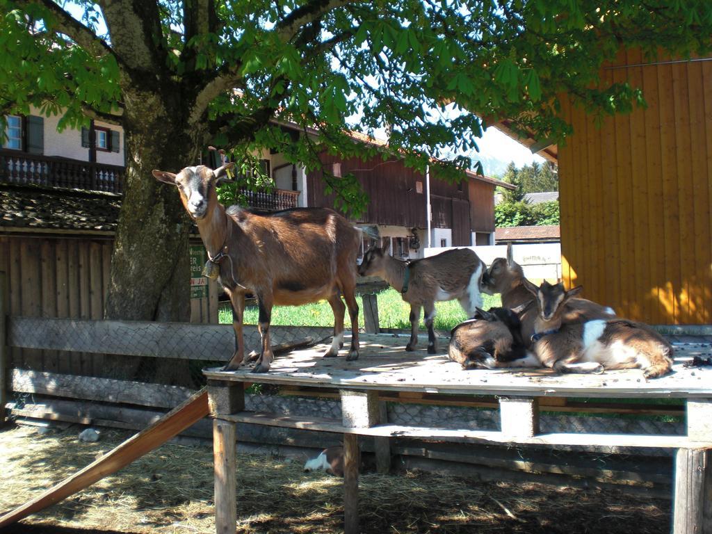 Familien-Bauernhof-Berghammer Rotta Kamer foto
